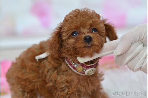 成約済の埼玉県のティーカッププードル-140349の4枚目